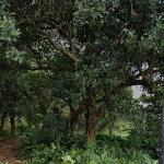 Investasi kebun durian ekspor